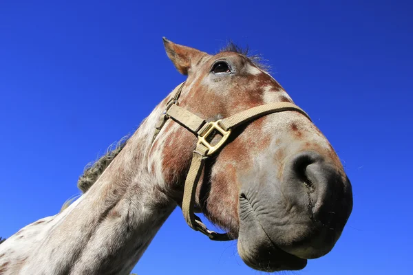 Retrato de cavalo americano, Montanhas Rochosas, Colorado — Fotografia de Stock