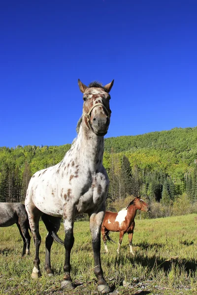 ม้าสี่เหลี่ยมอเมริกันในทุ่ง ภูเขาร็อคกี้ โคโลราโด — ภาพถ่ายสต็อก