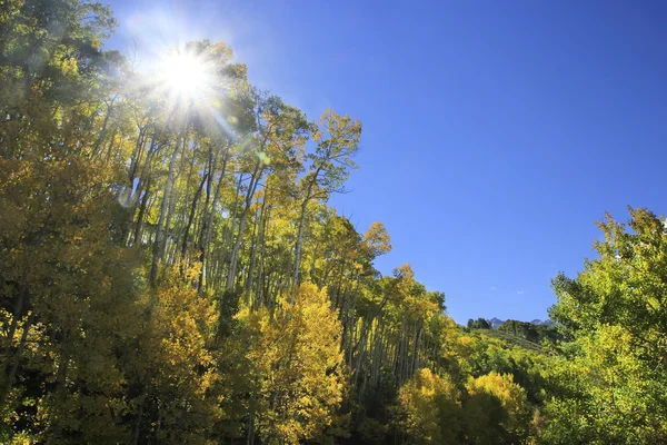 Aspen trees with fall color, Bosque Nacional de San Juan, Colorado — Foto de Stock