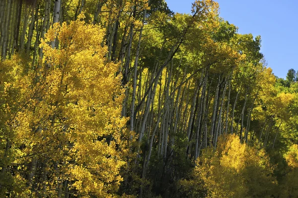 Aspen trees with fall color, Bosque Nacional de San Juan, Colorado — Foto de Stock