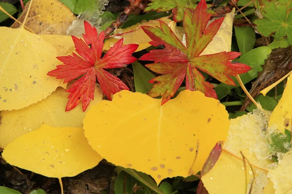 Крупним планом різнокольорові листки з осіннім кольором — стокове фото