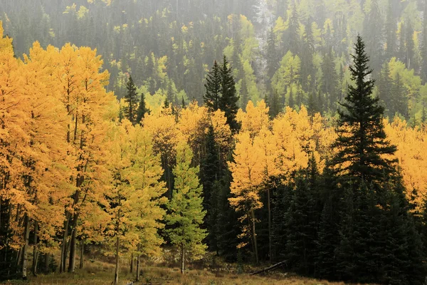 Árvores de álamo com cor de outono, Floresta Nacional de Uncompahgre, Colora — Fotografia de Stock