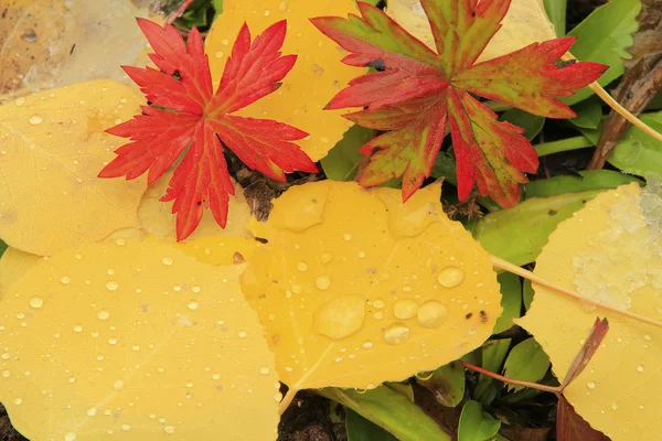 Primer plano de hojas coloridas con color de otoño —  Fotos de Stock