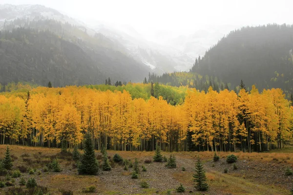 Espenbäume mit Herbstfarbe, uncompahgre Nationalwald, colora — Stockfoto