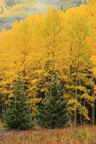 Aspen trees with fall color, Uncompahgre National Forest, Colora — Stock Photo, Image