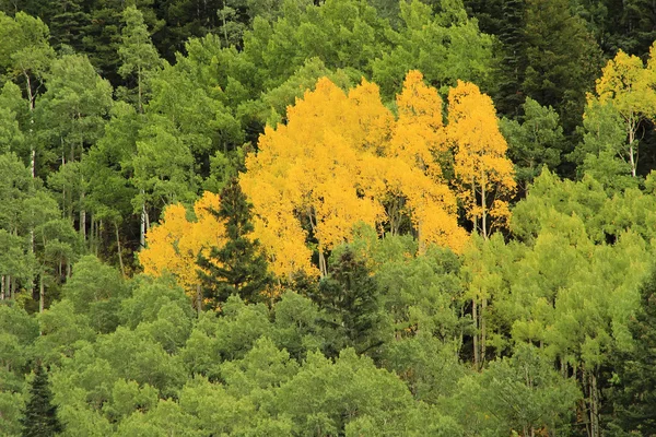 Árvores de álamo com cor de outono, Floresta Nacional de Uncompahgre, Colora — Fotografia de Stock