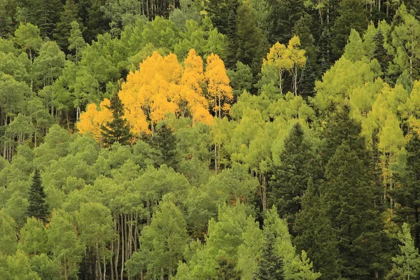 Aspen copaci de culoare toamna, Padurea Nationala Uncompahgre, Colora — Fotografie, imagine de stoc