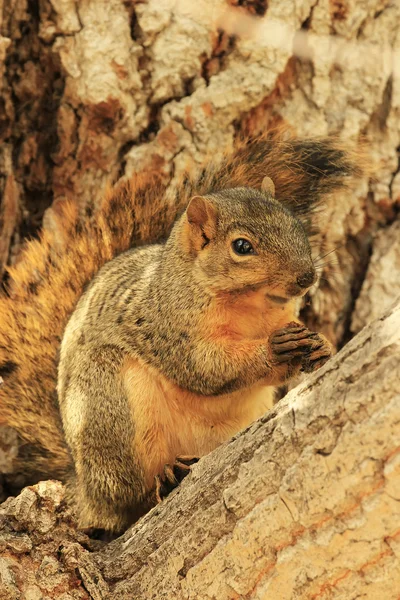 Kelet-róka-mókus ül a fa — Stock Fotó