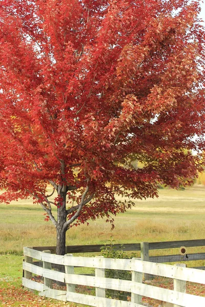 Red maple tree with wooden fence — Stock Photo, Image