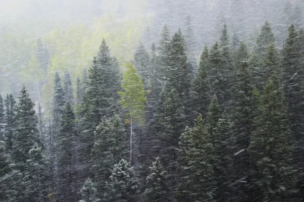 Bosque de pinos en tormenta de nieve, Mount Sneffels Range, Colorado —  Fotos de Stock