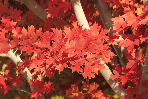 Close up of red maple tree — Stock Photo, Image