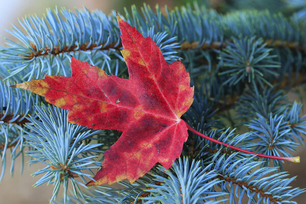 Close up of red maple leaf