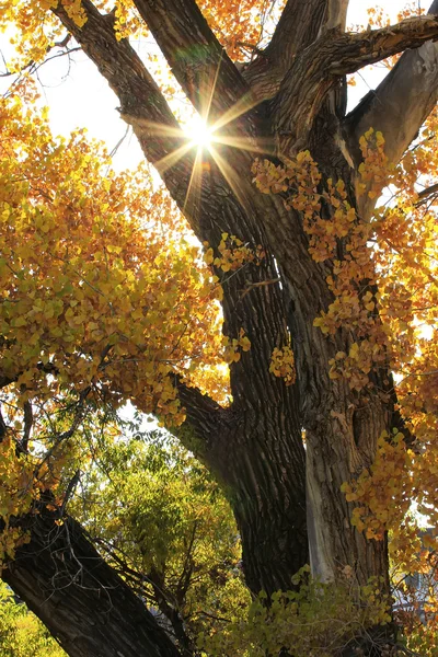 Close up of cottonwood tree with sunburst — Stock Photo, Image