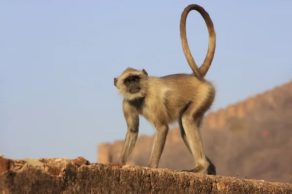 Šedé langur, hrát na taragarh pevnost, bundi, Indie — Stock fotografie