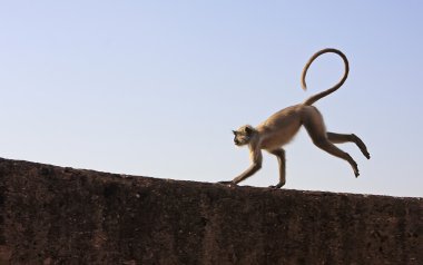 gri langur oynarken fort taragarh, bundi, Hindistan