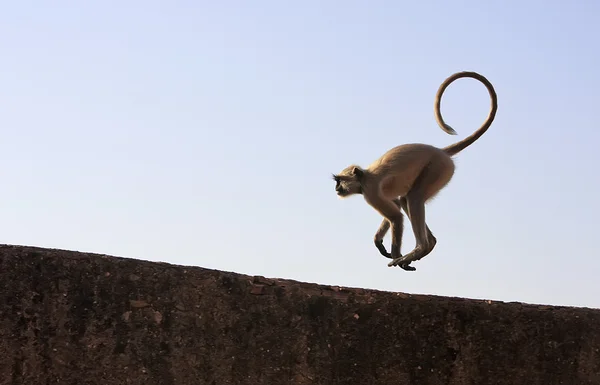 Gray langur playing at Taragarh fort, Bundi, India — Stock Photo, Image