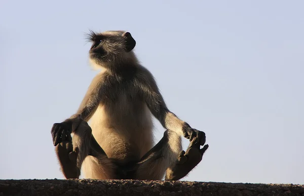 Šedé langur sedí u pevnosti taragarh, bundi, Indie — Stock fotografie