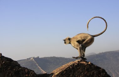 gri langur oynarken fort taragarh, bundi, Hindistan