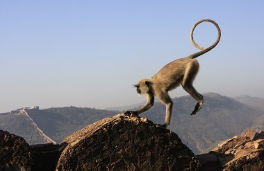 gri langur oynarken fort taragarh, bundi, Hindistan