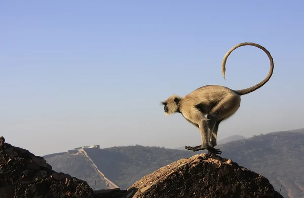 Stockfotos Jumping monkey hill Bilder, Stockfotografie Jumping monkey