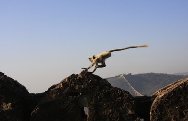 gri langur oynarken fort taragarh, bundi, Hindistan