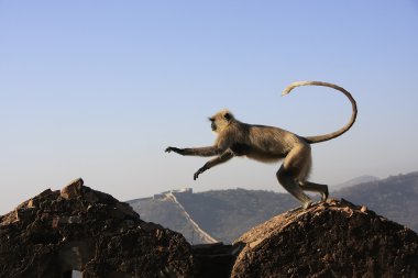 gri langur oynarken fort taragarh, bundi, Hindistan
