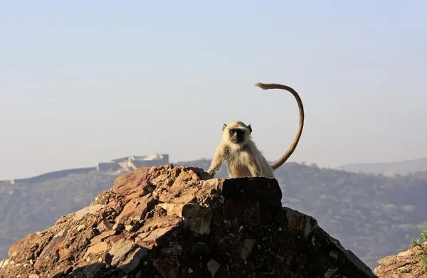 Gray langur sitting at Taragarh fort, Bundi, India — Stock Photo, Image