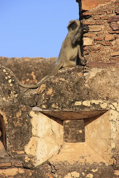 Grå langur spelar på taragarh fort, bundi, Indien — Stockfoto