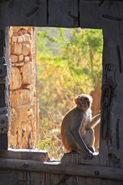 taragarh kale, bundi, Hindistan geçit üzerinde oturan rhesus makak
