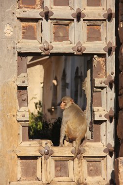 Rhesus macaque sitting on gate of Taragarh Fort, Bundi, India clipart