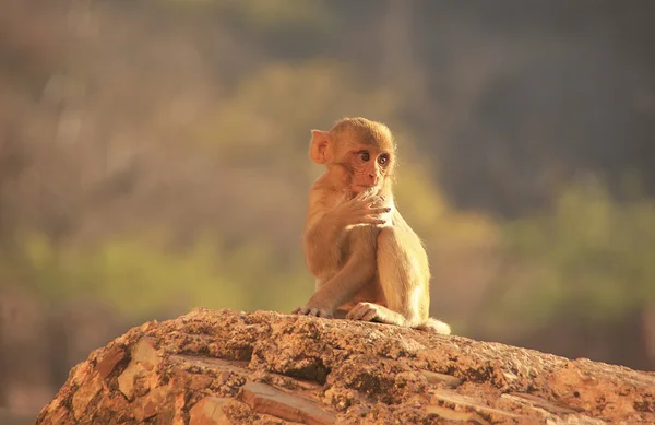 Unga rhesus Makaker sitter vid taragarh fort, bundi, Indien — Stockfoto