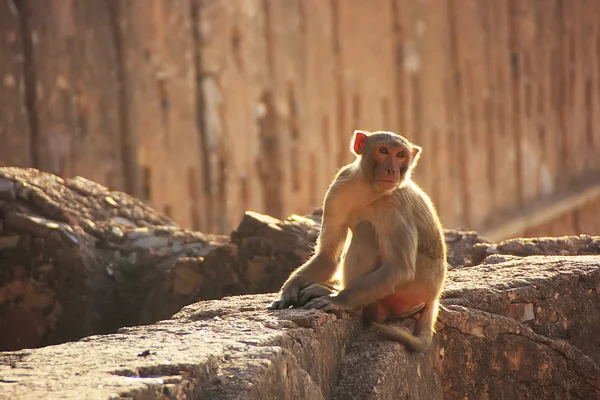 Rhesus macaque sentado en Taragarh Fort, Bundi, India —  Fotos de Stock