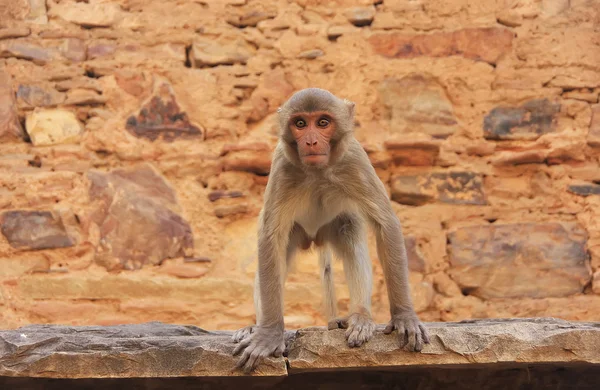 Rhesus macaque jugando en Taragarh Fort, Bundi, India — Foto de Stock