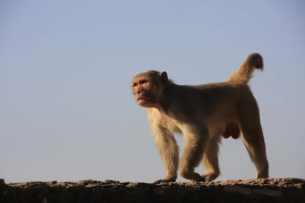 Rhesus Makaker gå på en vägg av taragarh fort, bundi, Indien — Stockfoto