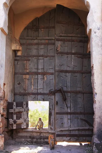 Rhesus Makaker spelar vid porten till taragarh fort, bundi, ind — Stockfoto