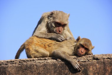 rhesus makak damat birbirine, fort taragarh, bundi, Hindistan