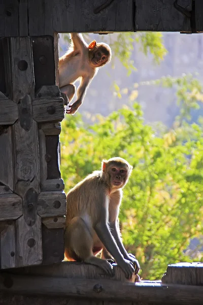RH makaków grając przy bramie taragarh fort, bundi, ind — Zdjęcie stockowe