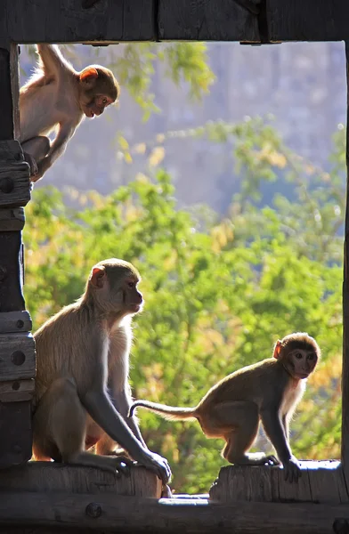 Rhesus macaques playing at the gate of Taragarh Fort, Bundi, Ind — Stock Photo, Image
