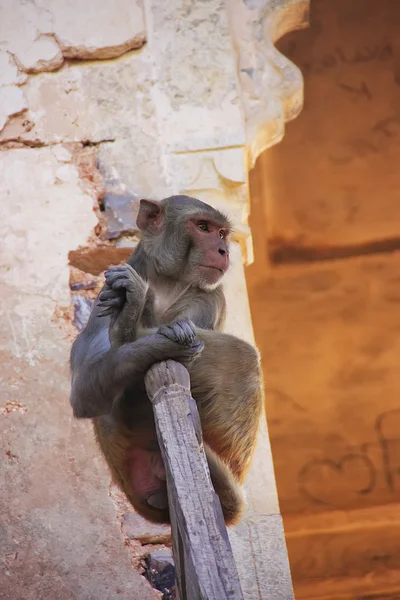 Macaco Rhesus tocando em Taragarh Fort, Bundi, Índia — Fotografia de Stock