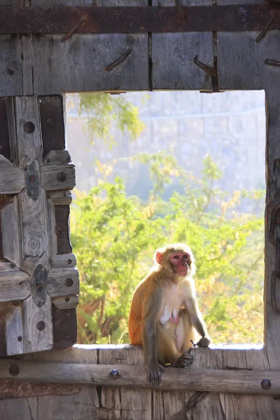 Rhesus makákó ül a kapu taragarh fort, bundi, india — Stock Fotó