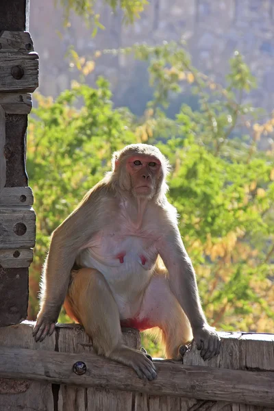 Rhesus macaque sitting on gate of Taragarh Fort, Bundi, India — Stock Photo, Image