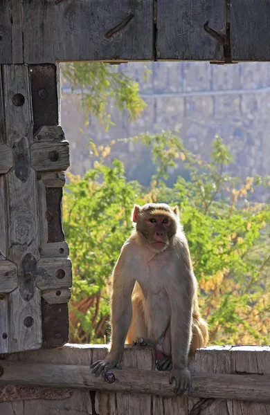 Rhesus macaque sentado en la puerta de Taragarh Fort, Bundi, India —  Fotos de Stock