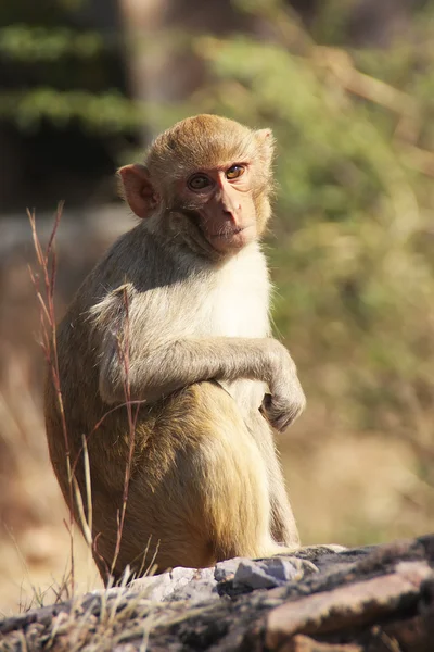 Rhesus macaque sentado en Taragarh Fort, Bundi, India — Foto de Stock