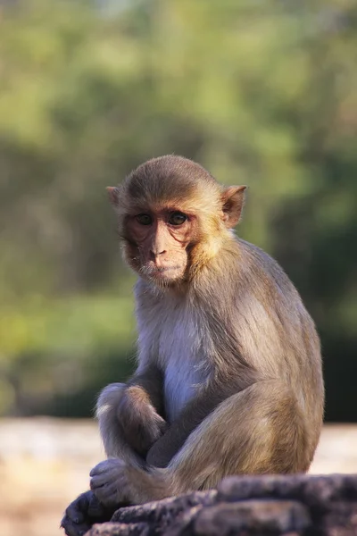Macaco Rhesus seduto al Forte Taragarh, Bundi, India — Foto Stock