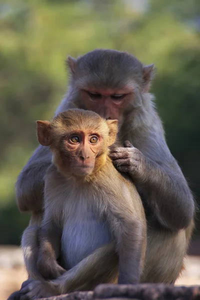 Rhesus macaques grooming each other, Taragarh Fort, Bundi, India — стоковое фото