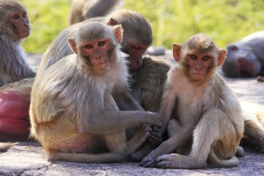 oturma taragarh kale, bundi, Hindistan rhesus makak