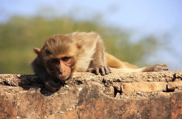 Rhesus macaque tendido en Taragarh Fort, Bundi, India — Foto de Stock