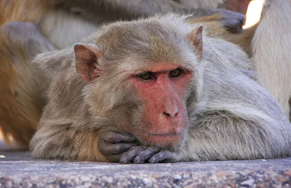 Portrait de Rhesus macaque, Fort Taragarh, Bundi, Inde — Photo