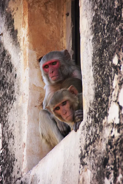 Rhesus macaques sitting in a window of Taragarh Fort, Bundi, Ind — Stock Photo, Image