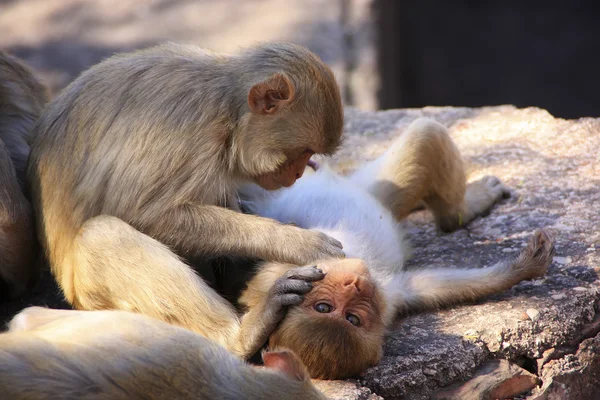 Rhesus macaques grooming each other, Taragarh Fort, Bundi, India — стоковое фото